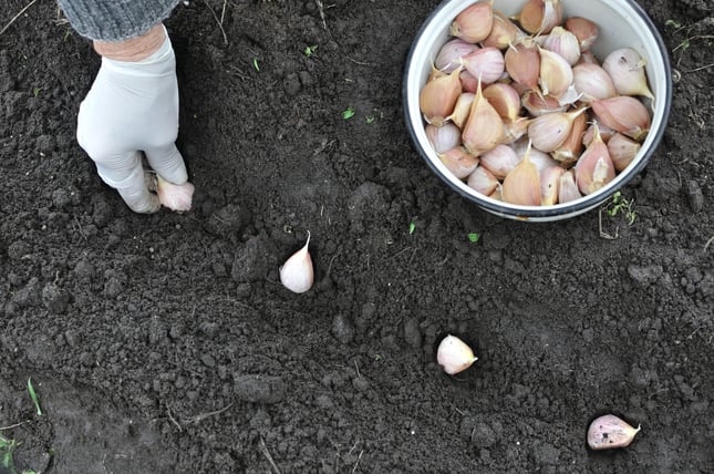 Planting garlic in the ground