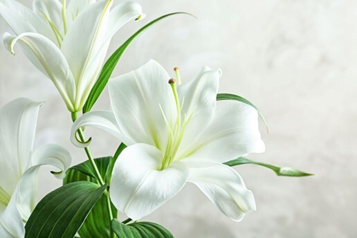 Lilies
