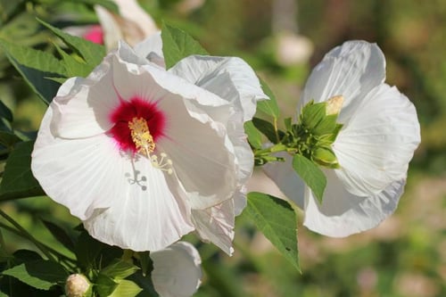 hibiscus-moscheutos_rogatnykh-ss_resize2