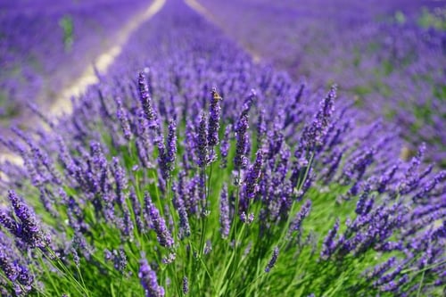 lavender-field-1595587_1920