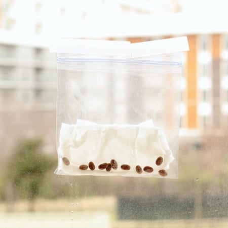 seed-germination-in-a-bag-2