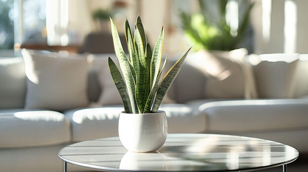 snake plant