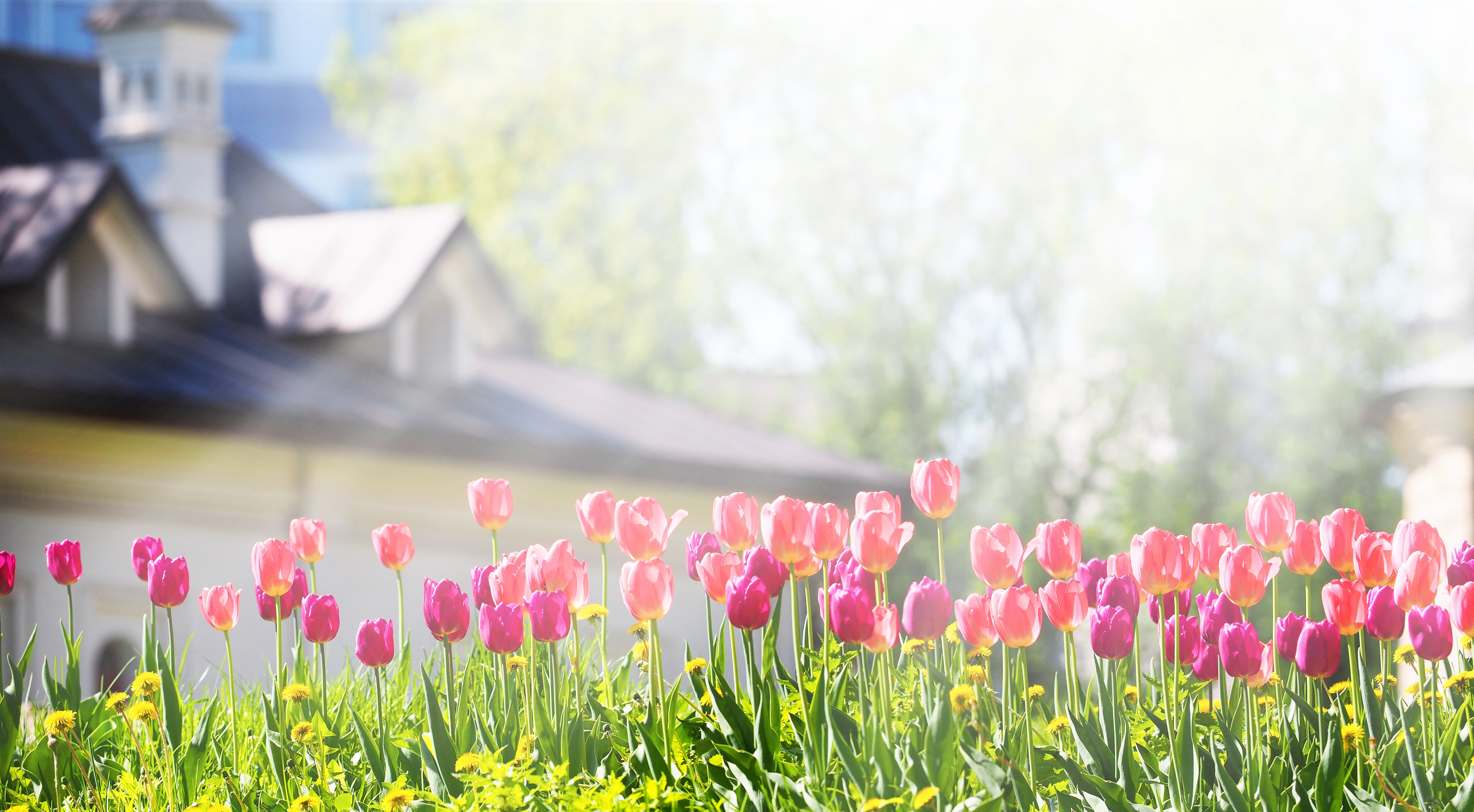 A flower bed with pink and purple tulips in the rays of sunlight against the backdrop of a beautiful white house with a sloping roof.