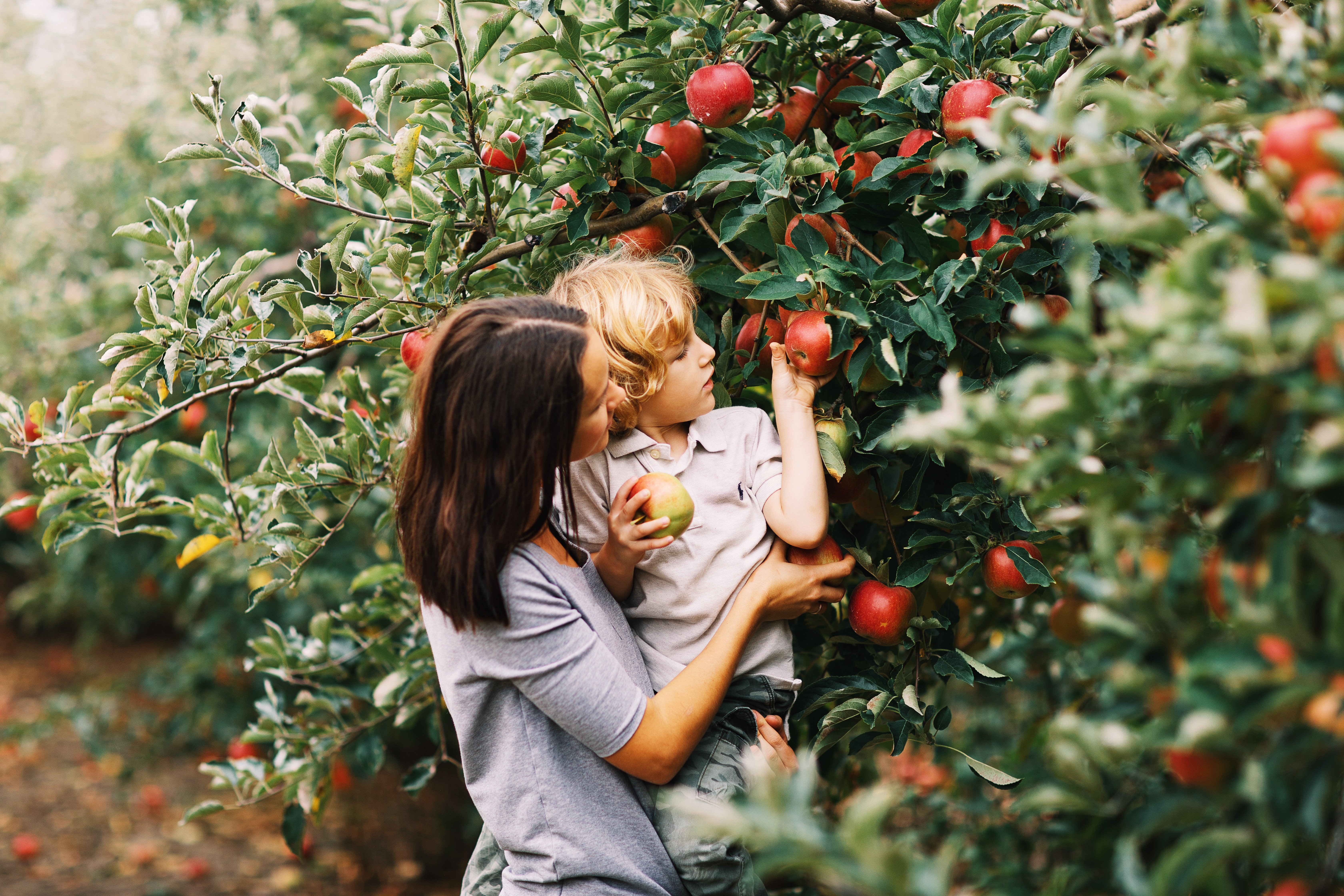 Adult woman and young boy pick apple in apple orchard