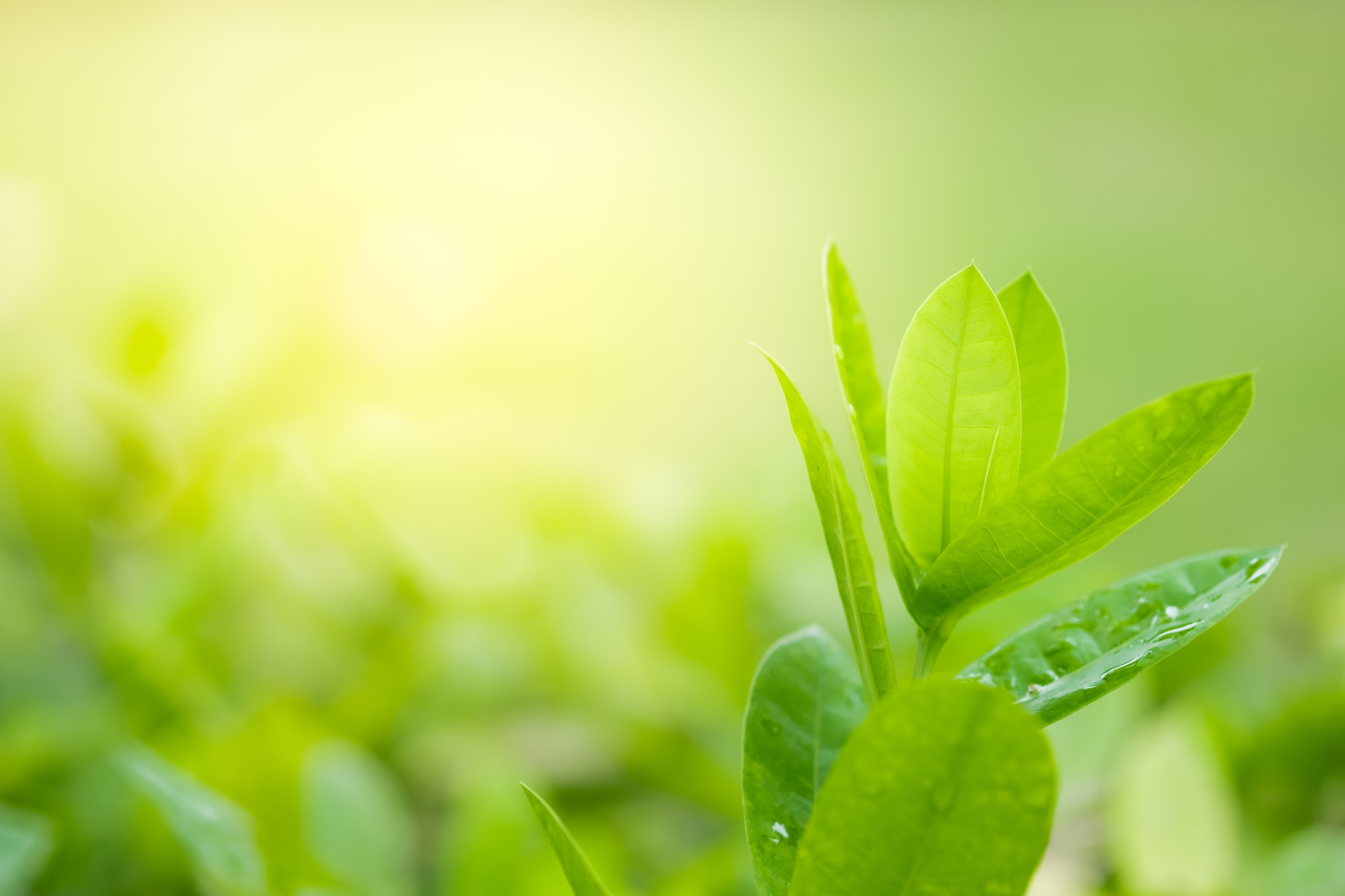 Close-up image of green leaf in nature on a blurred greenery background with sunlight shining through.