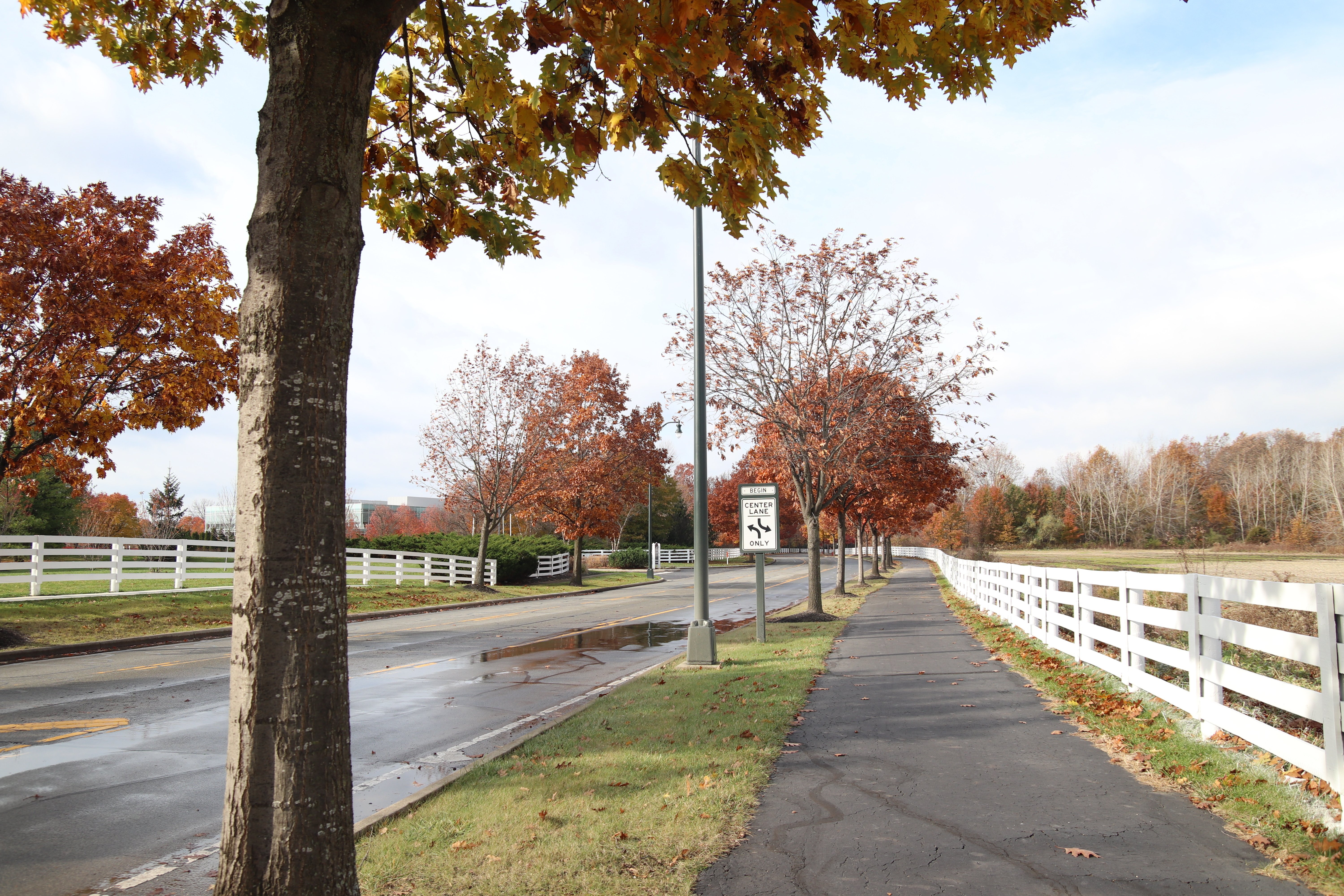Fall in New Albany, Ohio. Trees on the side of the road with a white fence and paved walkway.